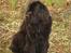 Newfoundlænder Tasso <3 R.I.P bedste!