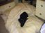 Labrador retriever Joy
