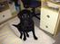 Labrador retriever Joy