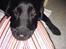 Labrador retriever Joy