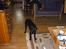 Labrador retriever Joy