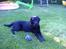 Labrador retriever Joy