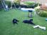 Labrador retriever Joy
