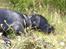 Labrador retriever Joy