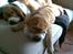 Basset hound columbus - brormand og jeg tager lige en lur i sofaen!