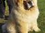 Chow chow Bidachows Kappa