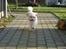 Coton de tulear cosmo(whitebear Fernando) - Hej .. velkommen til min profil:)