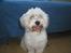 Coton de tulear cosmo(whitebear Fernando) - Sidder jeg ikke bare fint her??<3
