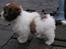 Coton de tulear cosmo(whitebear Fernando) - lille hvalp!!<33