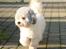 Coton de tulear cosmo(whitebear Fernando) - Cosmo ude i det dejlige forårs vjer<3