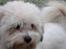 Coton de tulear cosmo(whitebear Fernando) - xD