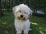 Coton de tulear cosmo(whitebear Fernando) - hej<3