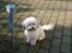 Coton de tulear cosmo(whitebear Fernando)