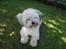 Coton de tulear cosmo(whitebear Fernando) - Hej igen