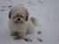 Coton de tulear cosmo(whitebear Fernando) - Sneen er godt nåk kold!! men sjov at lege i  