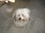 Coton de tulear cosmo(whitebear Fernando)
