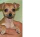 Chihuahua Chloé solgt 1/9-08
