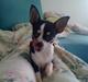 Chihuahua Nynne 