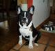 Fransk bulldog william - sov godt min skat :'(