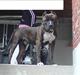 Amerikansk staffordshire terrier Cezar 