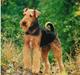 Airedale terrier Spicaway Brutalis (død) 