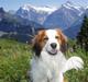 Kooikerhondje Milo (Moffe's Milo)