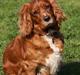 Blanding af racer Max min elskede Himmelhund