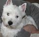 West highland white terrier Dundee