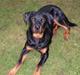 Rottweiler Rocco