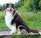 Collie langhåret Samson