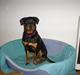 Rottweiler Shanti *R.I.P*