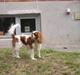 Cavalier king charles spaniel Herdis <3