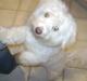 Coton de tulear bamse