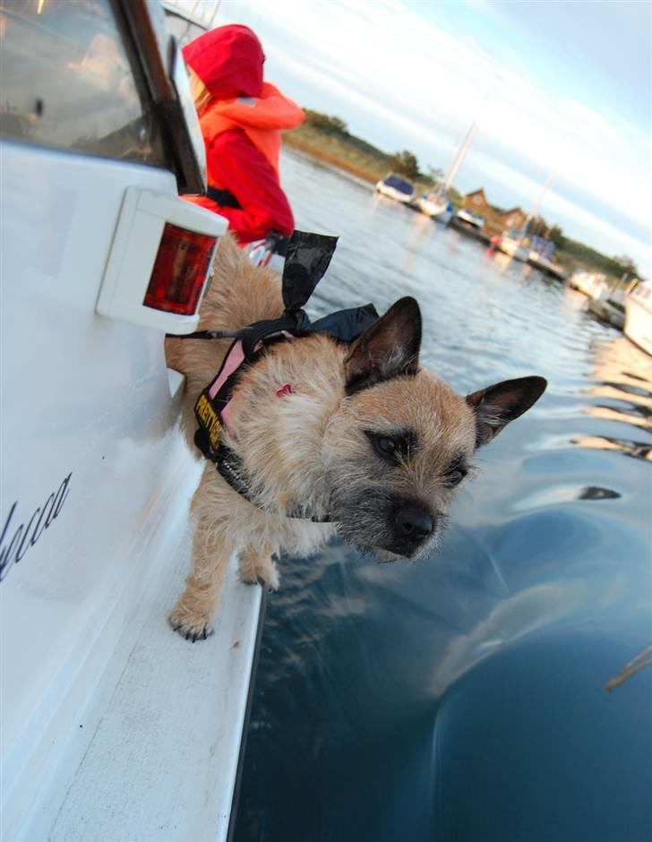 Blanding af racer Bella *FranskbullTerrier* - seje bella var med ude og sejle i fars båd : D hun skulle lige vise at hun godt ture stå på kanten, det var hun helt VILD med! : )  billede 14
