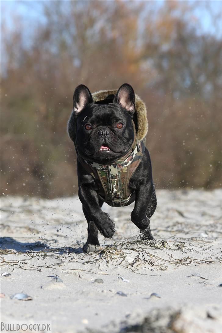 Fransk bulldog Adonis Kinibox [LOTUS] -  - Foto: Alex Larsen billede 20