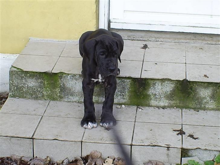 Grand danois Chili - Om jeg sidder godt....Tjah det gør jeg vel. billede 8