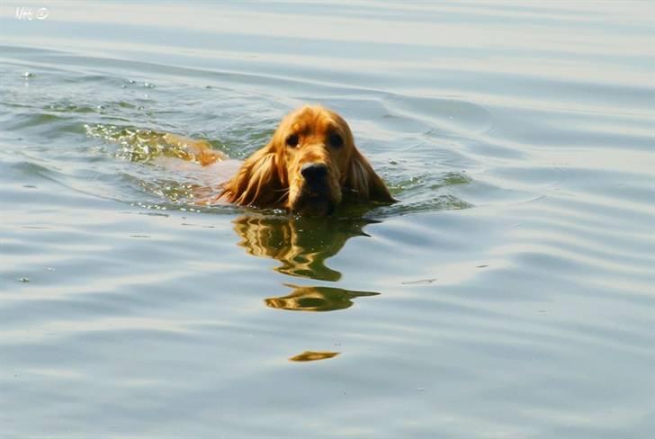 Cocker spaniel Dumle R.I.P - Dejligt med en kølig tur i vandet på en varm dag :o) billede 20