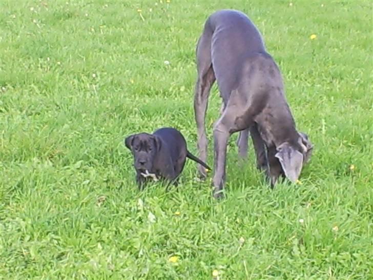 Grand danois Chili - Kom nu mor, vi skal den vej. billede 9