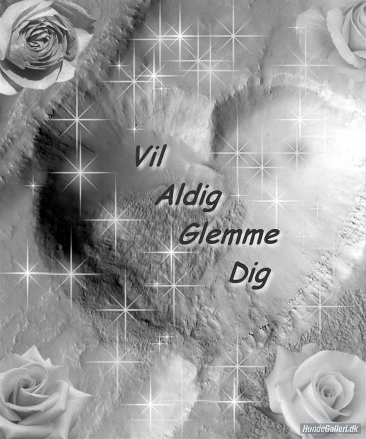 Siberian husky AKELA R.I.P. billede 12