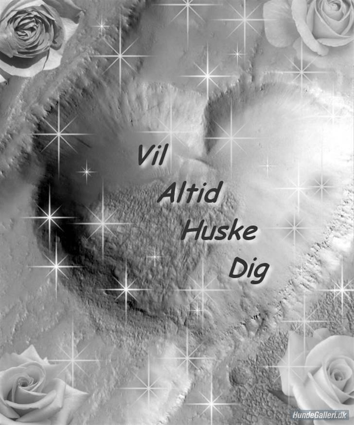 Siberian husky AKELA R.I.P. billede 13