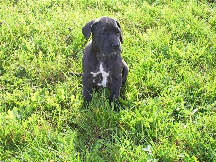 Grand danois Chili - Jeg sidder her og føler mig lidt ensom, hvor er i henne? billede 10