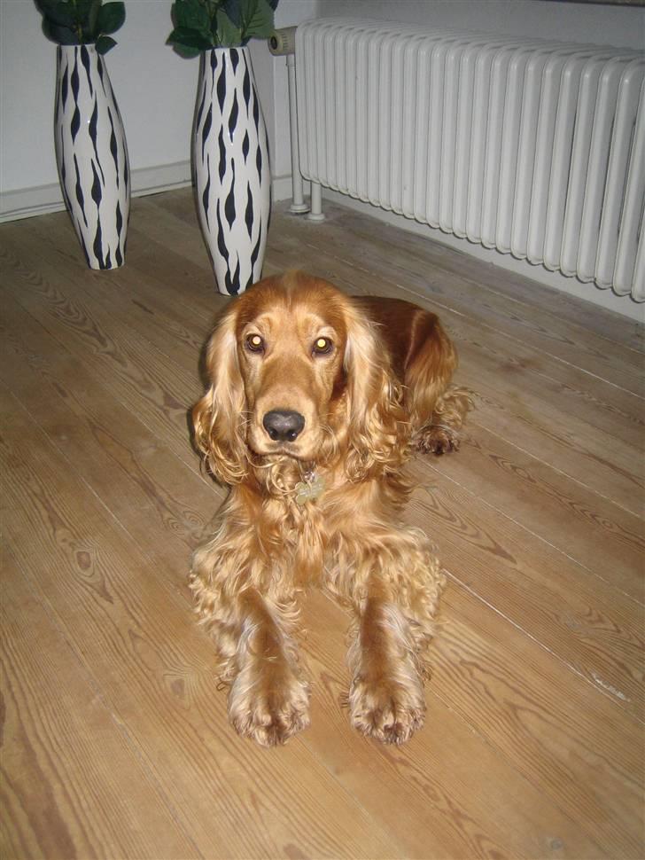 Cocker spaniel Armani - Nu er jeg blevet  2 år, men er mindst lige så lækker som da jeg var hvalp:-) billede 1