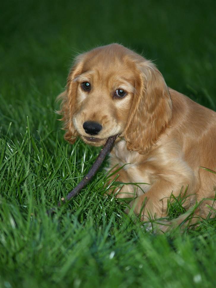 Cocker spaniel Armani - Billede fra fotograf billede 2