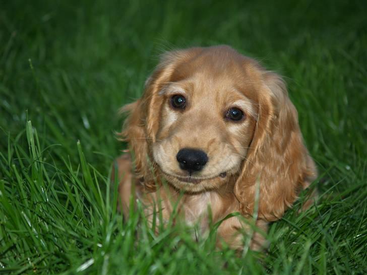 Cocker spaniel Armani - Armani prøver at gemme sig i græsset:-) billede 3