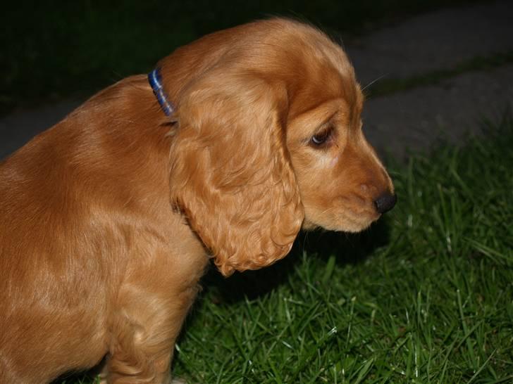 Cocker spaniel Armani billede 4
