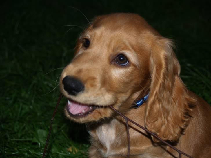 Cocker spaniel Armani billede 5