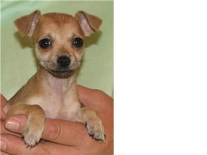 Chihuahua Chloé solgt 1/9-08 - Jeg er så fotogen...en rigtig lille puttegøj billede 1