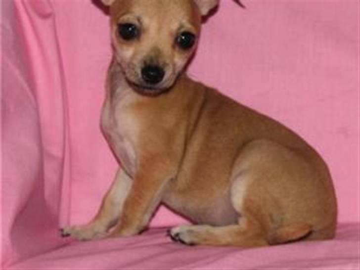 Chihuahua Chloé solgt 1/9-08 - Et billede fra da jeg var amerikaner og meget lille og nuttet. billede 2
