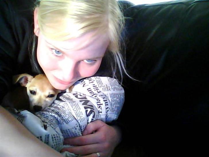 Chihuahua Chloé solgt 1/9-08 - Jeg følger gerne med i hvad der sker på computerskærmen.... (taget med webcam) billede 3