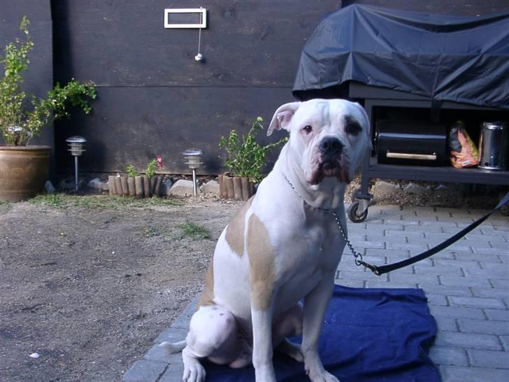 Amerikansk bulldog Rex billede 9